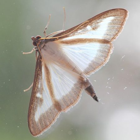 Moth on Window