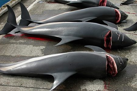 Dead Dolphins on Faroe Island