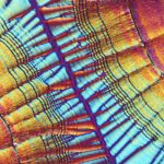 Recrystallized Vitamin C art