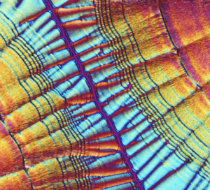 Recrystallized Vitamin C art